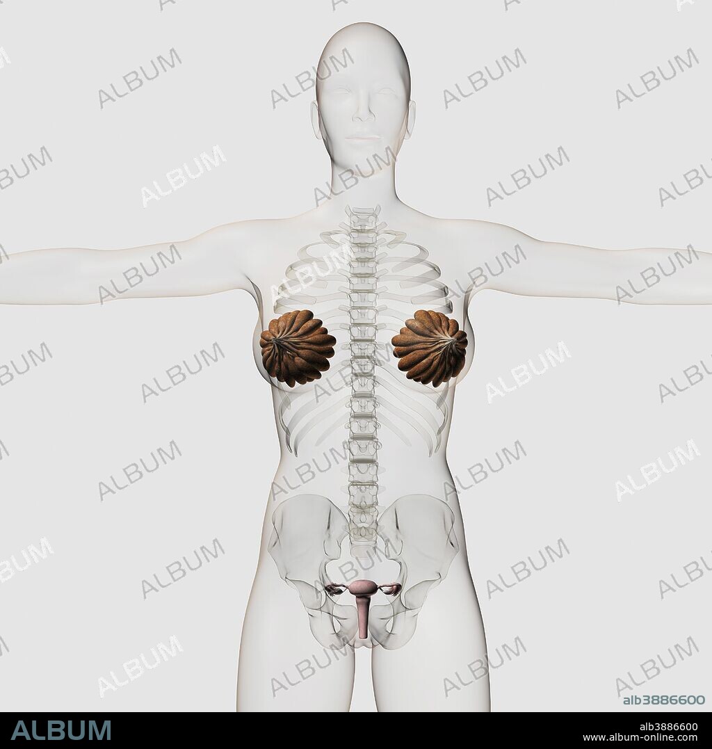 Three dimensional view of the female reproductive system, full frontal view.