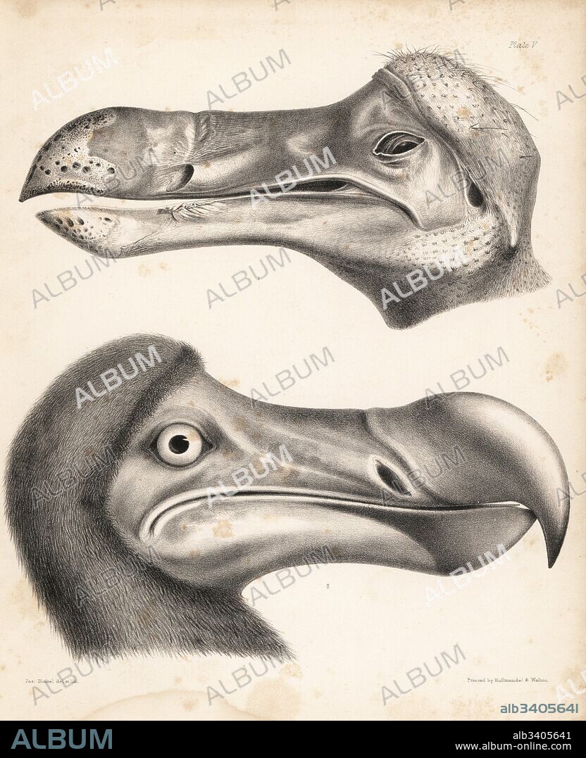 Side view of the head of a dodo in the Ashmolean Museum and restored head in the British Museum. Illustration drawn and lithographed by Joseph Dinkel from Hugh Edwin Strickland and Alexander Gordon Melville's The Dodo and its Kindred, London, Reeve, Benham and Reeve, 1848.
