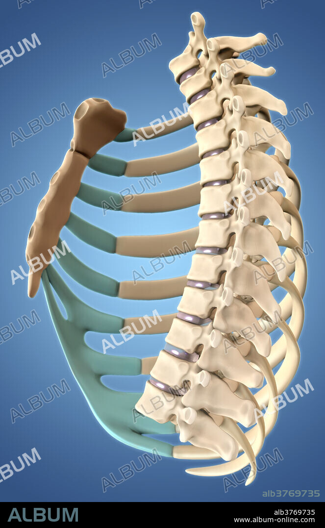 A 3D illustration in which the left ribs have been removed in order to depict an interior view of the rib cage.