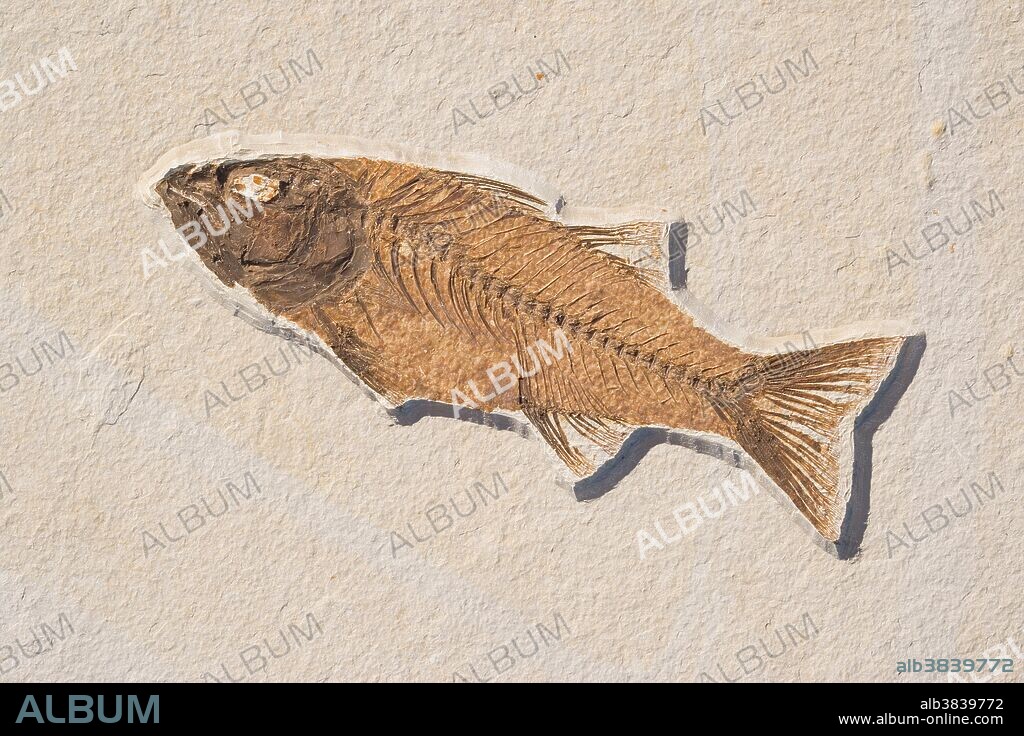 Fossil fish (Mioplosus labracoides) from the Eocene age found in the Green River Formation, Kemmerer, Wyoming. This species is a relative of the modern day perch. The fish is 212mm long.