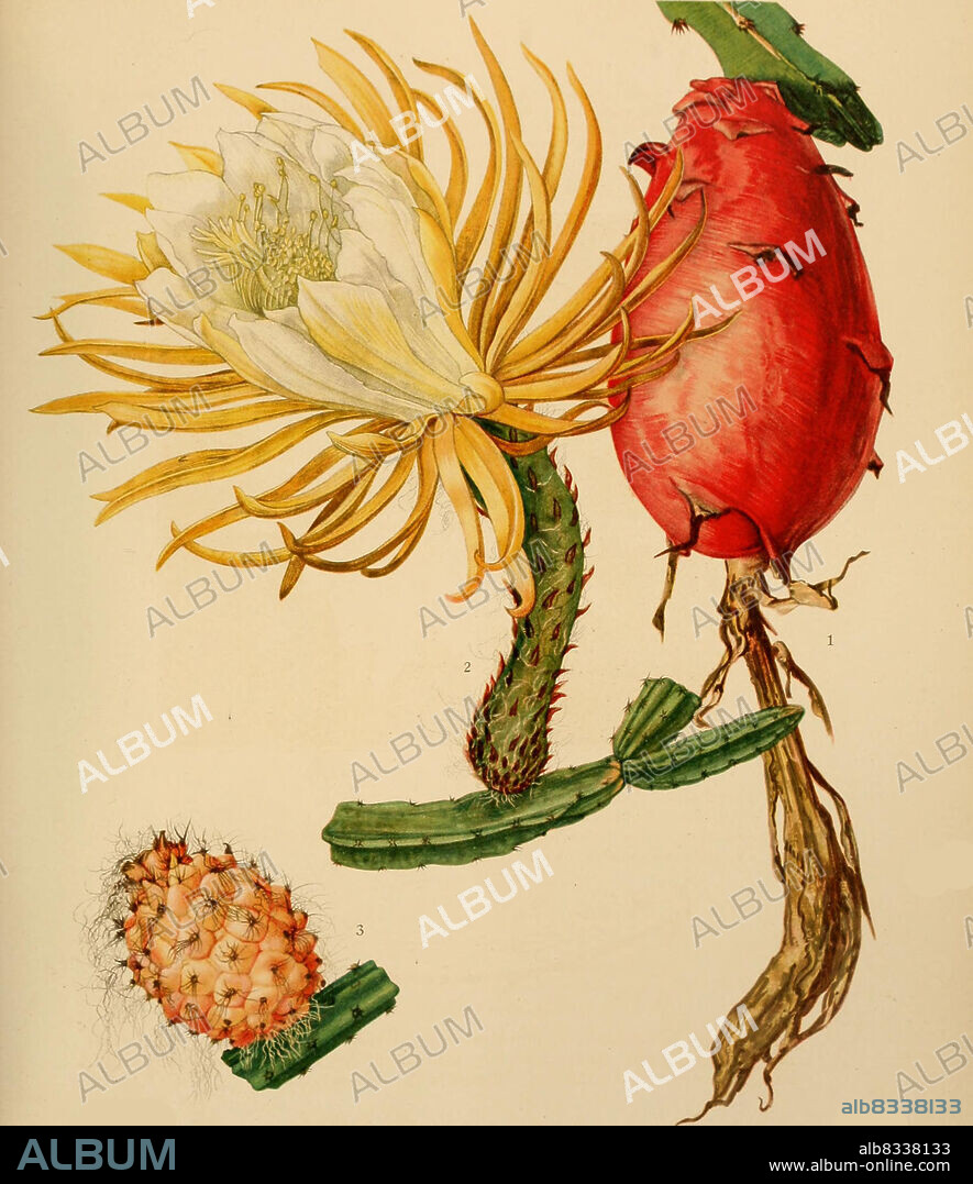 1. Hylocereus trigonus, 2,3. Selenicereus boeckmannii, Kaktus, Kakteen, aus The Cactaceae, descriptions and illustrations, N.L. Britton and J.N. Rose, 1919-1923, Historisch, historical, digital improved reproduction of an original from the 19th century / digital restaurierte Reproduktion einer Originalvorlage aus dem 20. Jahrhundert, genaues Originaldatum nicht bekannt.