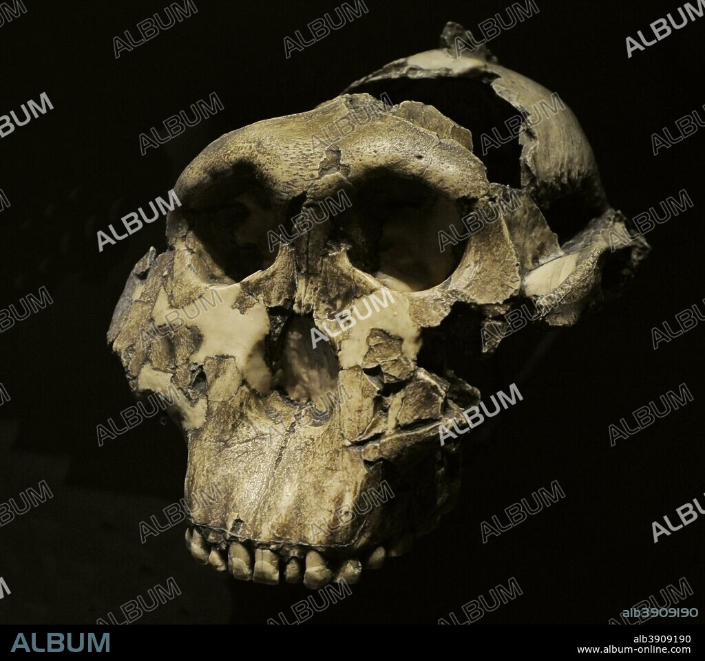 Paranthropus boisei. Reproducción de un cráneo de adulto. Capacidad craneal, 475-530 cc. 1,8 millones de años. Pleistoceno. Hallado en la Garganta de Olduvai (Tanzania). Museo Arqueológico Nacional. Madrid. España.