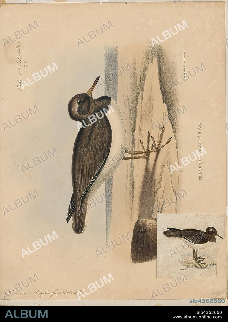 Thinornis rossii, Print, Thinornis is a genus of plovers, comprising two extant and threatened species. It is sometimes considered a synonym of Charadrius., 1845-1848.