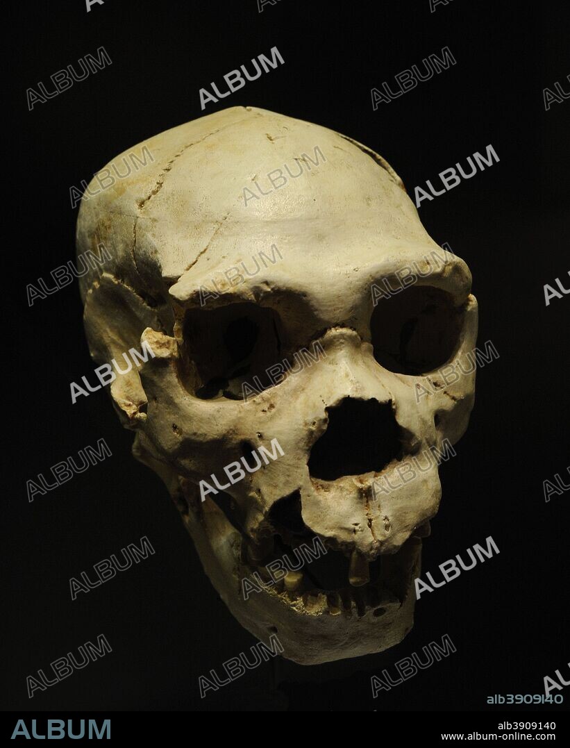 Homo heidelbergensis. Cráneo 5 y mandíbula AT-888 de un individuo adulto. Llamado Miguelón. Hallado en la Sima de los Huesos, Atapuerca (provincia de Burgos, Castilla-León). Museo Arqueológico Nacional. Madrid. España.