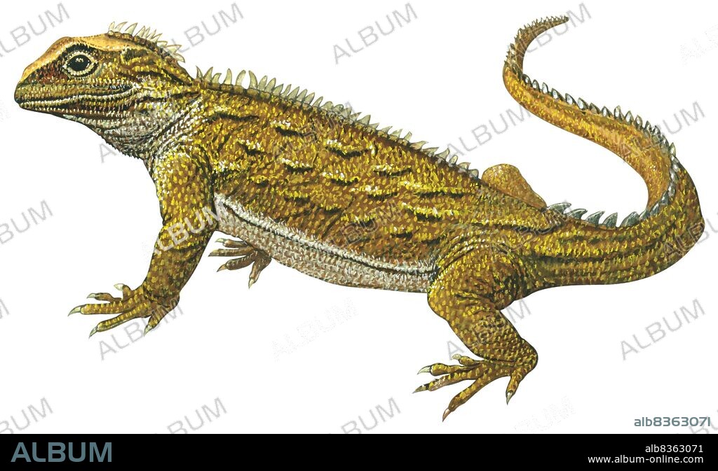 Tuatara.