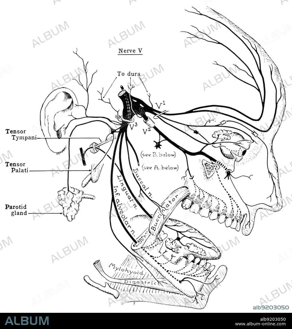 Diagram of the trigeminal nerve. From An Atlas of Anatomy by John Charles Boileu Grant, 1962. The trigeminal nerve (the fifth cranial nerve, or simply CN V) is a nerve responsible for sensation in the face and motor functions such as biting and chewing; it is the largest of the cranial nerves. The three major branches of the trigeminal nerve???the ophthalmic nerve (V1), the maxillary nerve (V2) and the mandibular nerve (V3)???converge on the trigeminal ganglion (also called the semilunar ganglion or gasserian ganglion), located within Meckel's cave and containing the cell bodies of incoming sensory-nerve fibers.