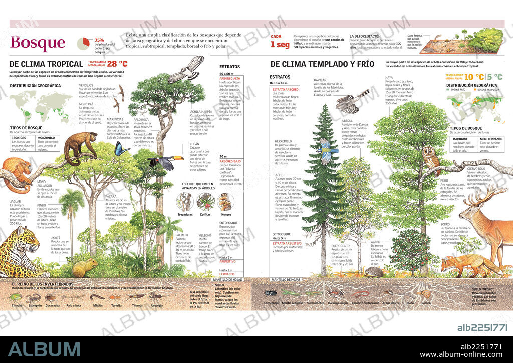 BOSQUE. Infografía de la estructura y ecosistema del bosque tropical y del bosque templado y frío.