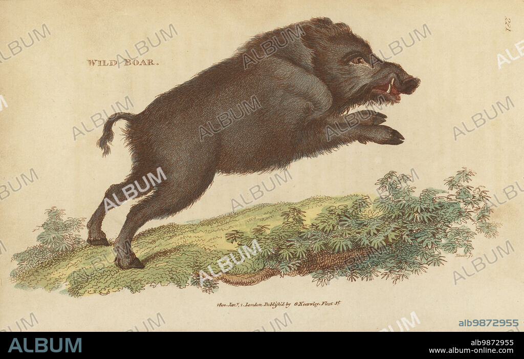Eurasian wild pig, wild boar, Sus scrofa. Handcoloured copperplate engraving by James Heath from George Shaws General Zoology: Mammalia, Thomas Davison, London, 1801.
