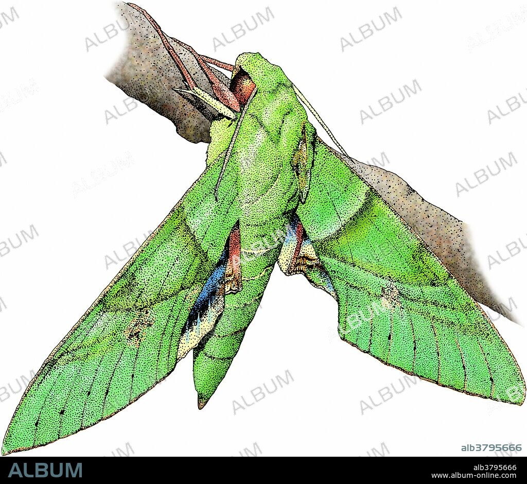 Gaudy sphinx moth (Eumorpha labruscae) from the Galapagos. Illustration.