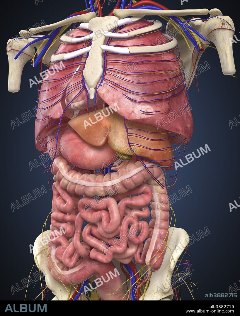 Midsection view showing internal organs of human body.