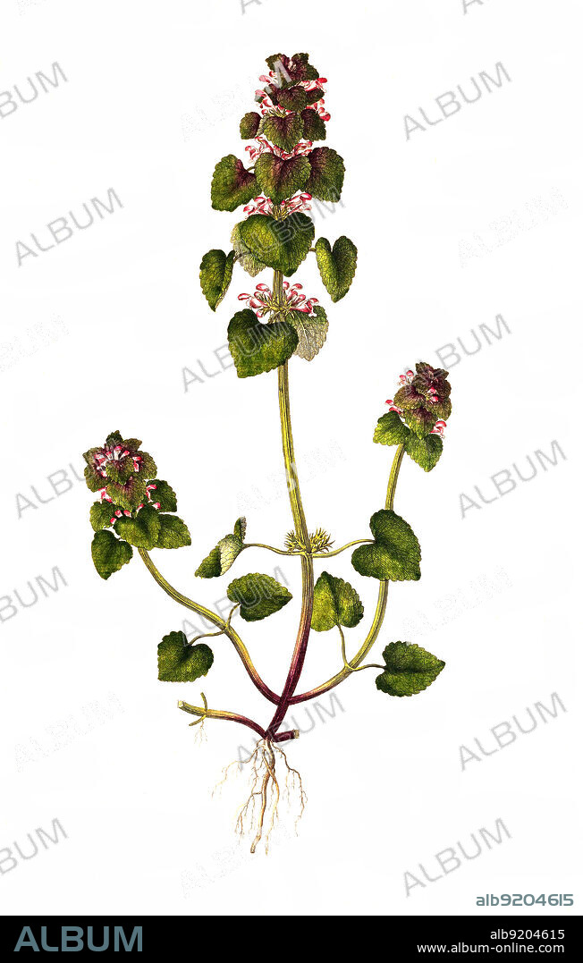 Purpurrote Taubnessel, Lamium purpureum, ist eine Pflanzenart aus der Gattung Taubnesseln (Lamium) innerhalb der Familie der Lippenblütler / Lamium purpureum, known as red dead-nettle, purple dead-nettle, or purple archangel.