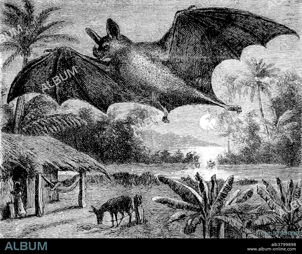 Vampire bats are bats whose food source is blood, a dietary trait called hematophagy. Three bat species feed solely on blood: the common vampire bat (Desmodus rotundus), the hairy-legged vampire bat (Diphylla ecaudata), and the white-winged vampire bat (Diaemus youngi). A vampire bat has front teeth that are specialized for cutting and the back teeth are much smaller than in other bats. The inferior colliculus, the part of the bat's brain that processes sound, is well adapted to detecting the regular breathing sounds of sleeping animals that serve as its main food source. While other bats have almost lost the ability to maneuver on land, vampire bats can walk, jump, and even run by using a unique, bounding gait, in which the forelimbs instead of the hindlimbs are recruited for force production, as the wings are much more powerful than the legs. Vampire bats use infrared radiation to locate blood hotspots on their prey. Image taken from page 375 of 'La Terra, trattato popolare di geografia universale" by Giovanni Marinelli, 1898.