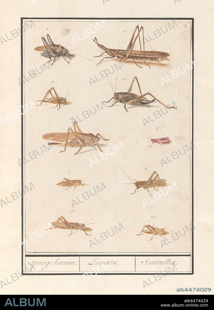 Leaf with ten locusts, Spring-hens. / Locustae / Santerelles. (title on object), Leaf with ten different grasshoppers and crickets, numbered 1-10. Numbered top right: 1. Part of the sixth album with drawings of fish, shells and insects. Sixth of twelve albums with drawings of animals, birds and plants known around 1600, commissioned by Emperor Rudolf II. With explanations in Dutch, Latin and French, insects: grass-hopper, insects: cricket, Anselmus Boetius de Boodt, Praag, 1596 - 1610, paper, pencil, chalk, watercolor (paint), deck paint, ink, pen, h 244 mm × w 175 mm.