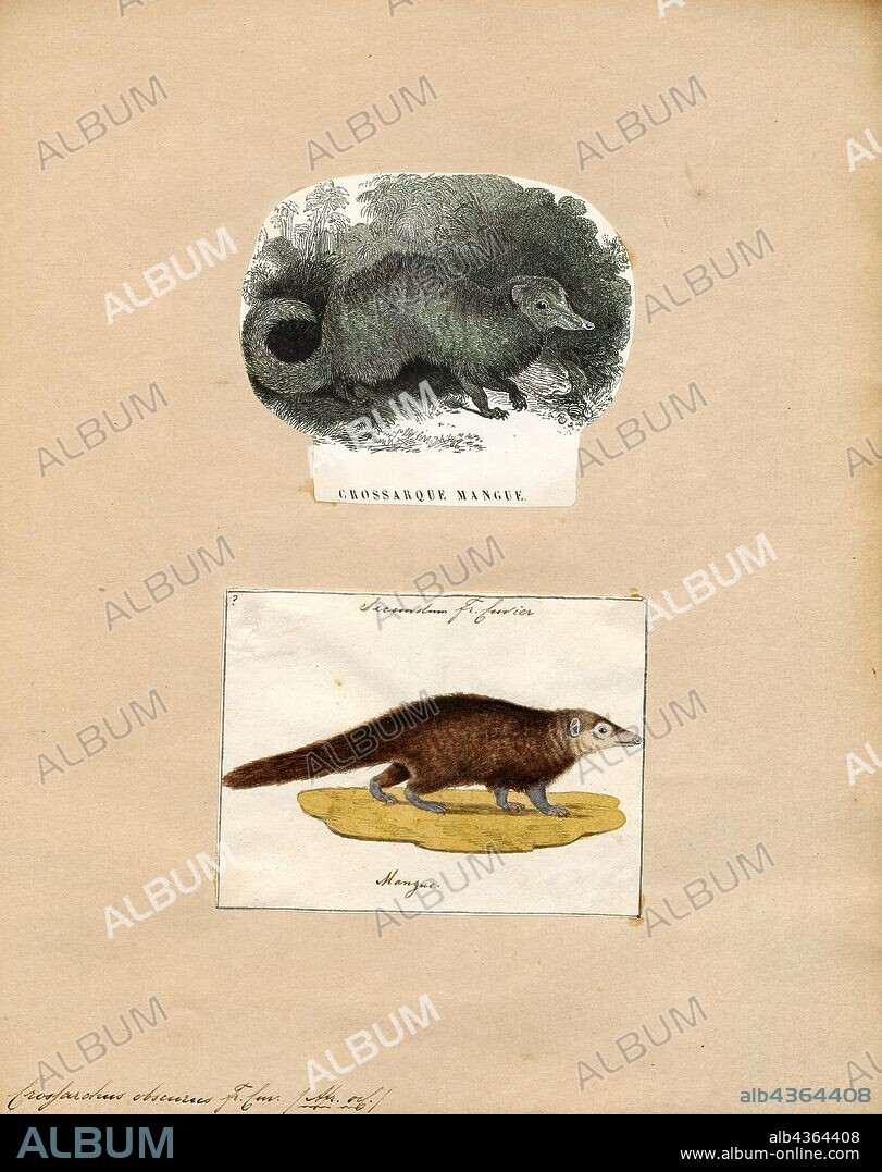 Crossarchus obscurus, Print, The common kusimanse (Crossarchus obscurus), also known as the long-nosed kusimanse or cusimanse, is a small, diurnal kusimanse or dwarf mongoose. Of three subfamilies of Herpestidae (Herpestinae, Mungotinae and Galidiinae), the kusimanse is a member of Mungotinae, which are small and very social., 1700-1880.
