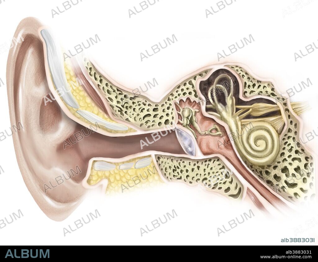 External auditory canal of human ear.