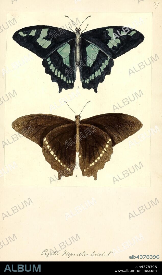 Papilio disparilis, Print, Papilio phorbanta, the papillon la pature, is a species of butterfly in the family Papilionidae. It is thought to be endemic to Réunion but may also be present on the Seychelles, but it might be extinct there.