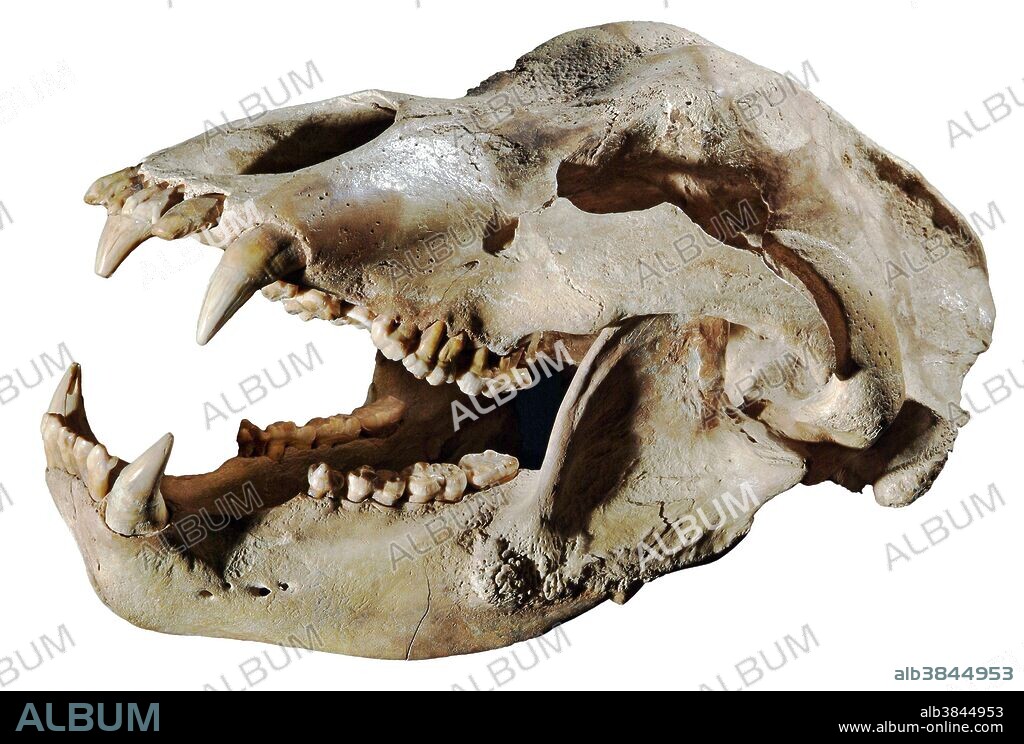 Cave Bear, Ursus spelaeus, Europe, Pleistocene (Ice Age)(aprox 18 inches long).