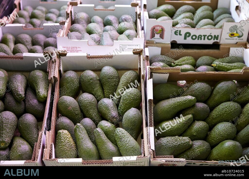 Avocados, Mercabilbao fruits and vegetables wholesale market, Basauri, Bilbao, Bizkaia, Euskadi, Spain.