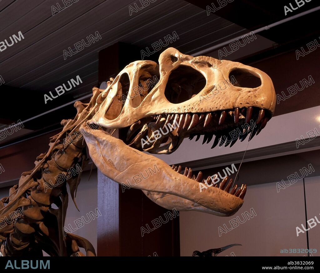 Allosaurus fragilis skull in Dinosaur National Monument, Utah.