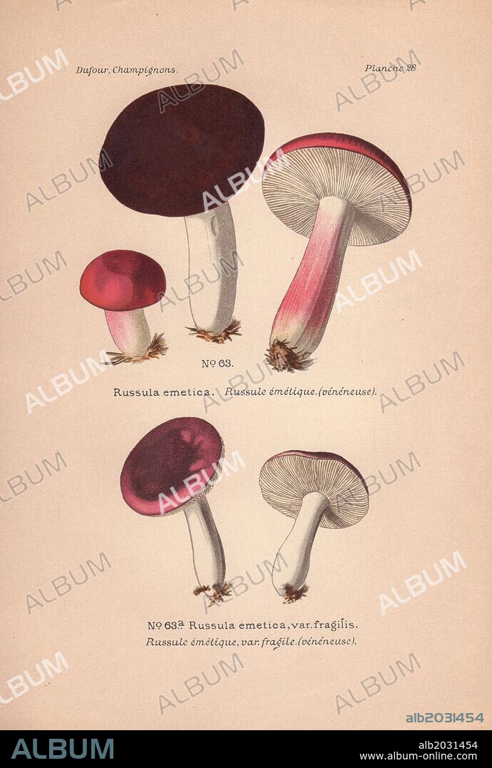 Poisonous "sickener" mushrooms: chocolate and scarlet colored Russula emetica and pink R. emetica var. fragilis.. . Chromolithograph from Leon Dufour's "Atlas des Champignons Comestibles et Veneneux" (1891).
