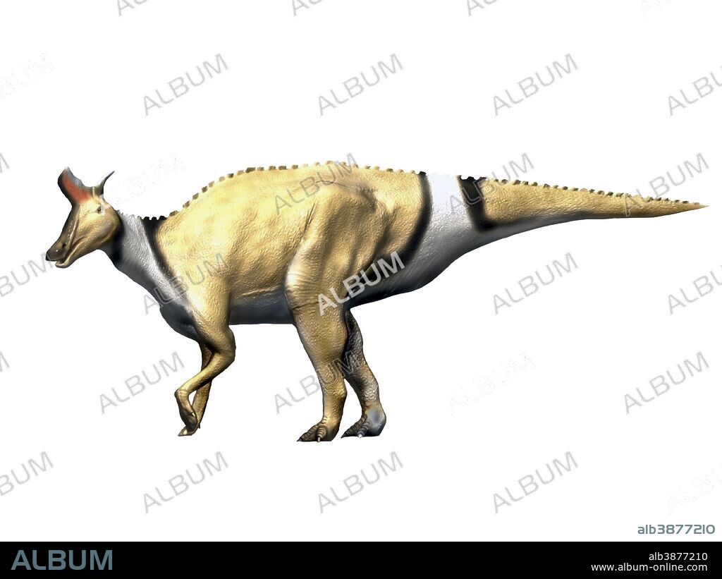 Lambeosaurus dinosaur, white background.