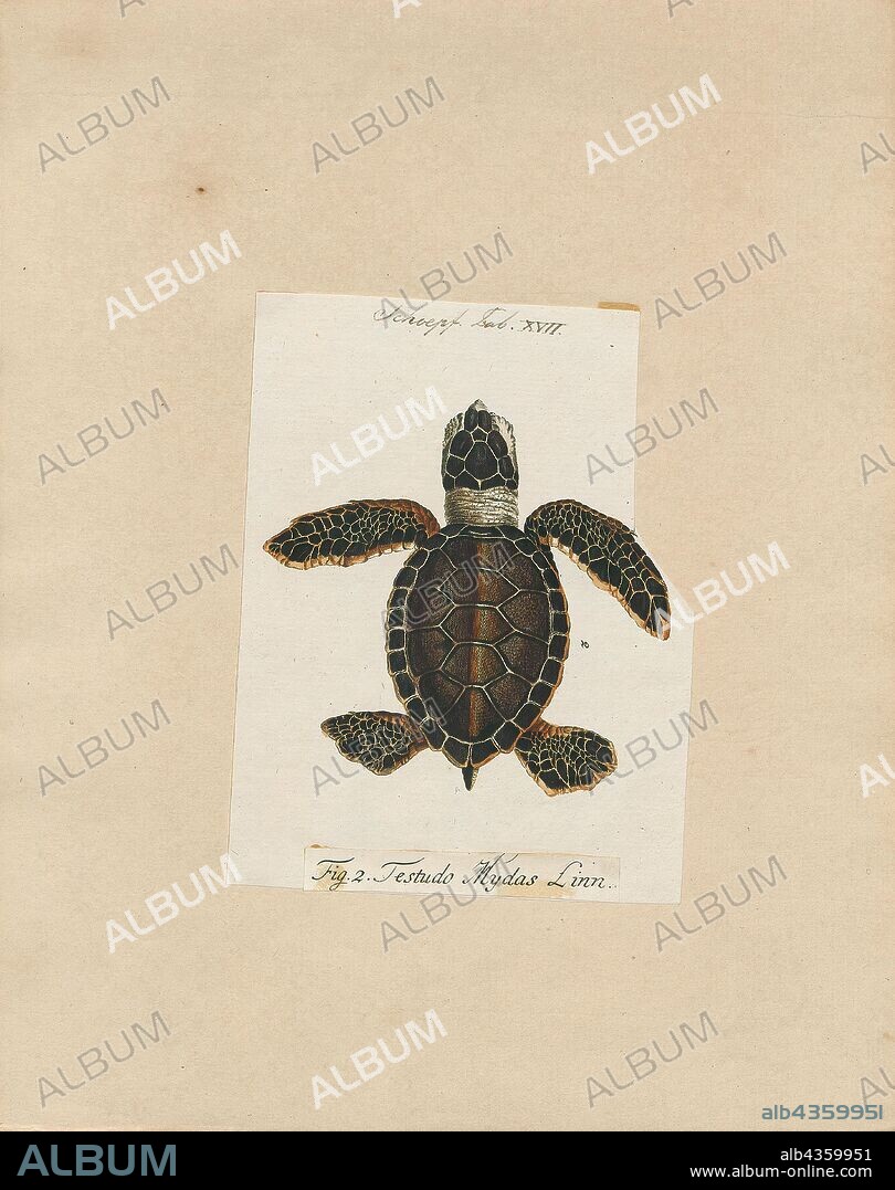 Testudo mydas, Print, The green sea turtle (Chelonia mydas), also known as the green turtle, black (sea) turtle or Pacific green turtle, is a species of large sea turtle of the family Cheloniidae. It is the only species in the genus Chelonia. Its range extends throughout tropical and subtropical seas around the world, with two distinct populations in the Atlantic and Pacific Oceans, but it is also found in the Indian Ocean. The common name refers to the usually green fat found beneath its carapace, not to the color of its carapace, which is olive to black., 1700-1880.