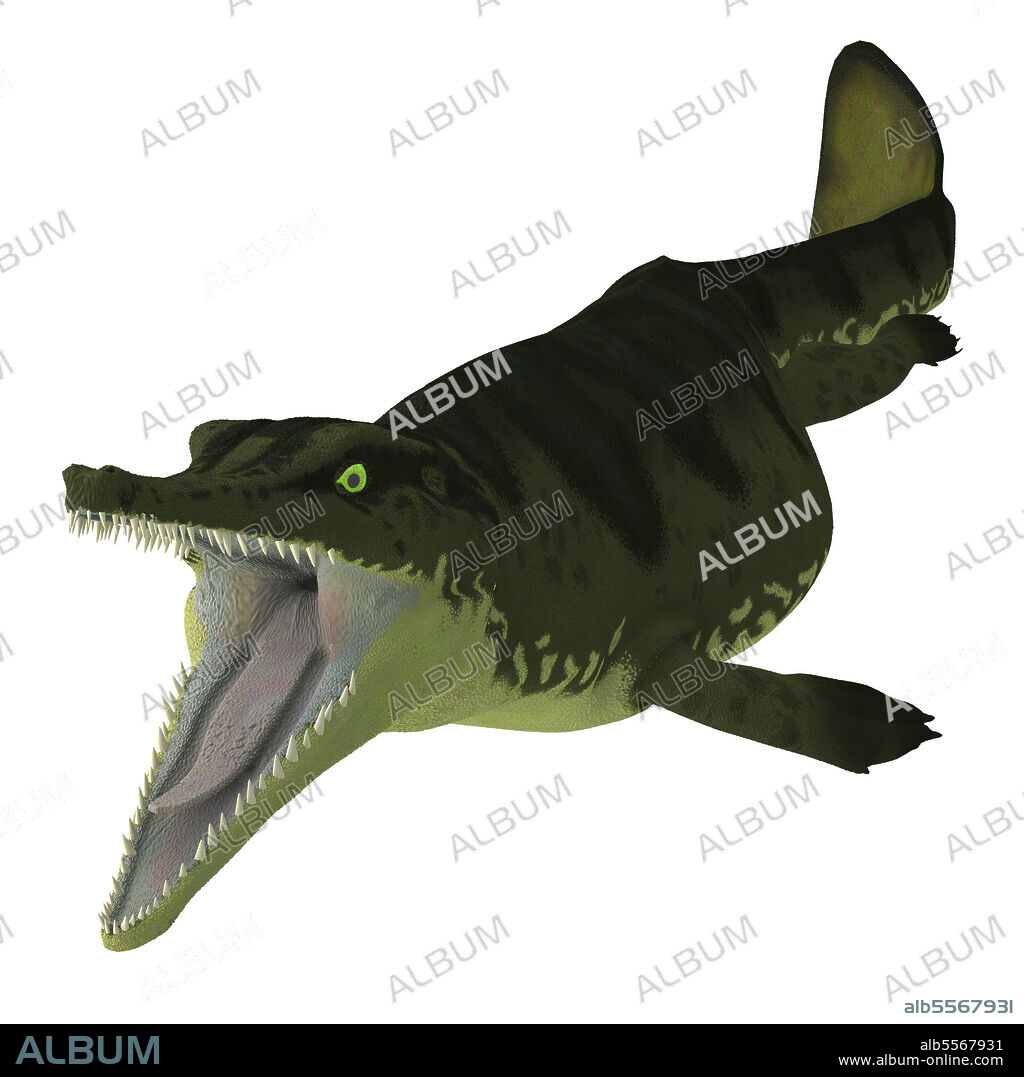 Metriorhynchus aquatic reptile with mouth open. Metriorhynchus was a carnivorous aquatic reptile that lived during the Jurassic Period of Europe.