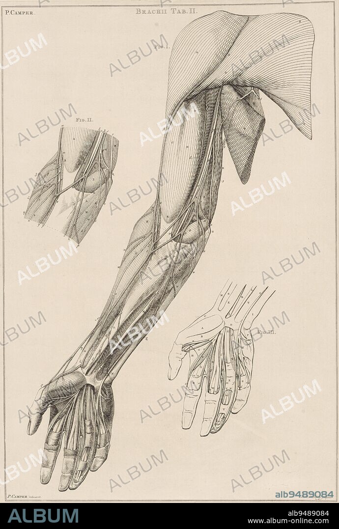 Anatomy of the arm, hand and shoulder with numbers Brachii Tab. II. Anatomy of different parts of the human body (series title), print maker: Jacob van der Schley, (mentioned on object), intermediary draughtsman: Petrus Camper, (mentioned on object), 1762, paper, etching, engraving, h 570 mm × w 383 mm.