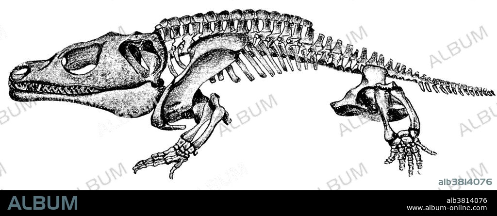 Eryops ( drawn-out face ) was a common, primitive amphibian that lived in swamps during the Permian period. This meat-eater had a stout body with very wide ribs, a strong spine, four short, strong legs, a short tail, and a wide, elongated skull with many sharp teeth in strong jaws. Its teeth had enamel with a folded pattern. Eryops was about 5 feet long, one of the largest land animals of its time. Eryops is an example of an animal that made successful adaptations in the movement from a water environment to a terrestrial one.