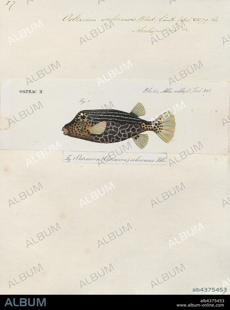 Ostracion solorensis, Print, Ostracion solorensis is a species of boxfish native to the western Pacific Ocean. Its common name is reticulate boxfish. It grows to 12 centimeters in length. It is sometimes kept as an aquarium fish., 1700-1880.