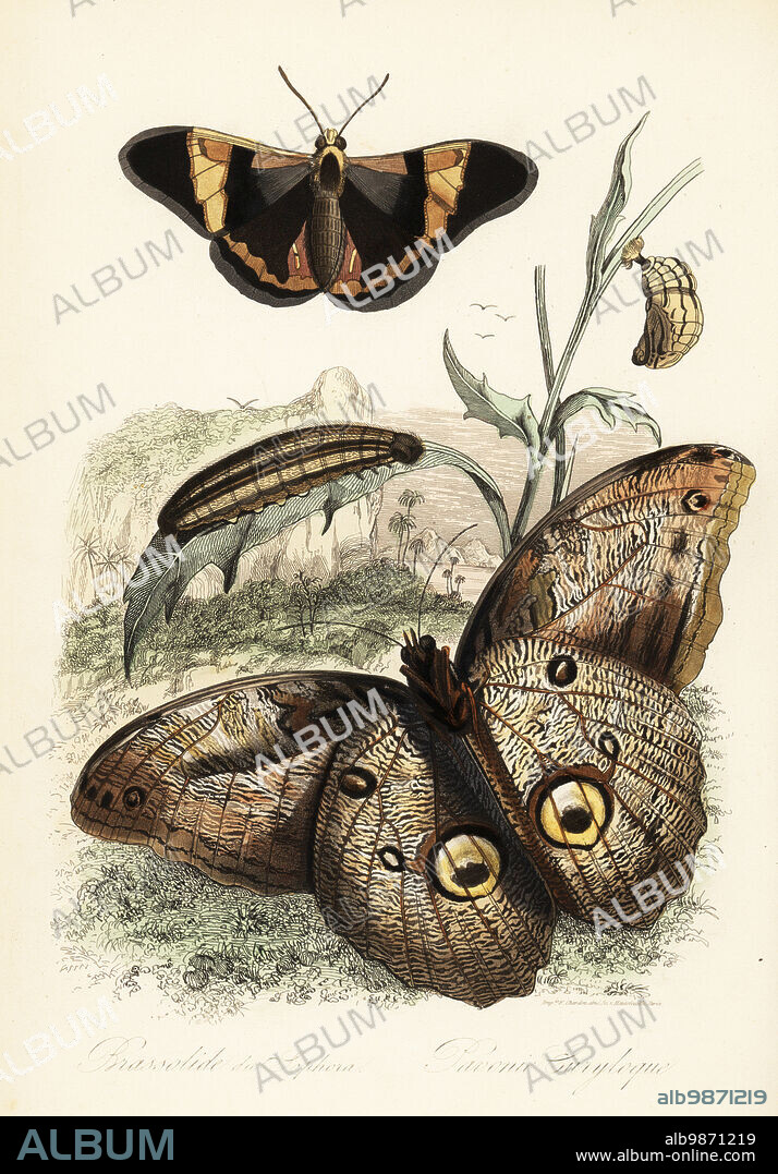 Brassolis sophorae butterfly, pupa and larva caterpillar (top) and forest giant owl, Caligo eurilochus (bottom). Brassolide du Sophora, Pavonie Euryloque. Illustration copied from Felix-Edouard Guerin-Meneville's Dictionnaire Pittoresque d'Histoire Naturelle. Handcoloured steel engraving printed by F. Chardon from Achille Comtes Musee dHistoire Naturelle, Museum of Natural History, Gustave Hazard, Paris, 1854.