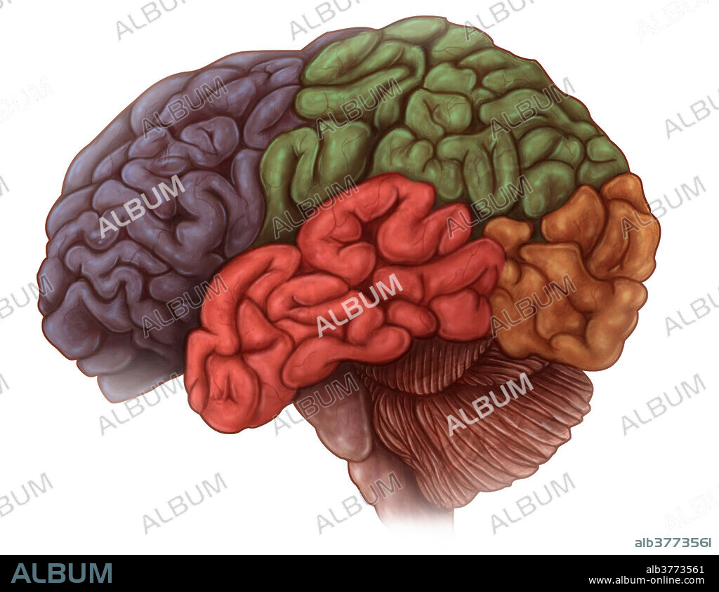 An illustrated lateral view of the brain depicting the major lobes of the cerebrum including the frontal lobe (blue), the temporal lobe (red), the parietal lobe (green) and the occipital lobe (orange).
