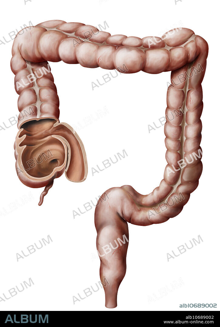 Last segment of the digestive tract, where final digestion and elimination of waste matter take place.