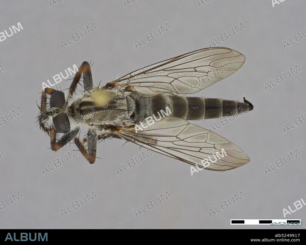 Idlewild Campground, north of Burns, Harney, Oregon, United States, Machimus occidentalis (Hine, 1909), Animalia, Arthropoda, Insecta, Diptera, Asilidae, Asilinae.