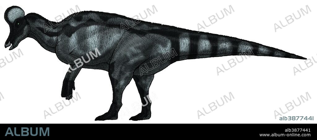 Corythosaurus, a large hadrosaurid dinosaur from the Upper Cretaceous Period.