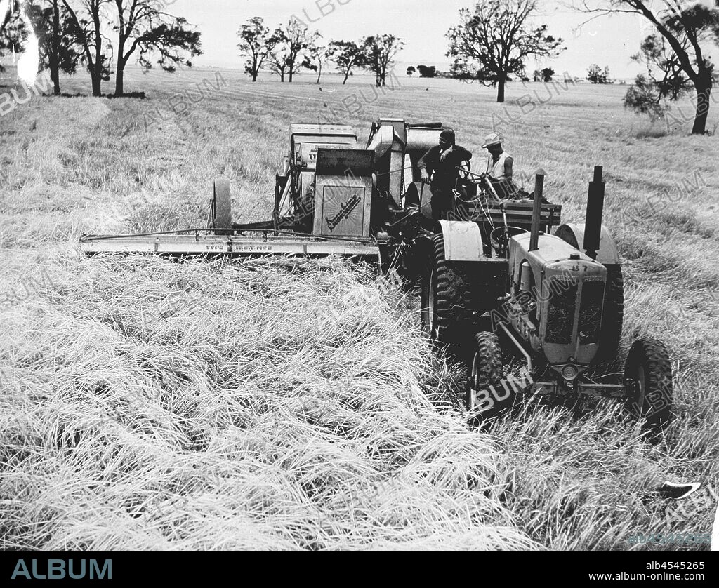 Photograph - H.V. McKay Massey Harris, Farm Equipment Manufacture & Field Trials, Balliang, Victoria, Jan 1940, 12 ft No.2 P.T.O. Header harvesting a storm tossed barley crop, using 'one-man' control. The second man is bagging grain on the header as it travels through the crop. Note the spark arrestor is inbuilt in the tractor exhaust system.