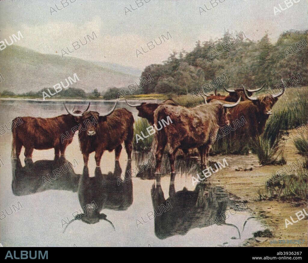 'Scotland. Highland cattle, descendants of the old Scottish wild oxen to the reed-girt lochs to drink in the still evening', c1930s. From Geographical Magazine, Volume 5.
