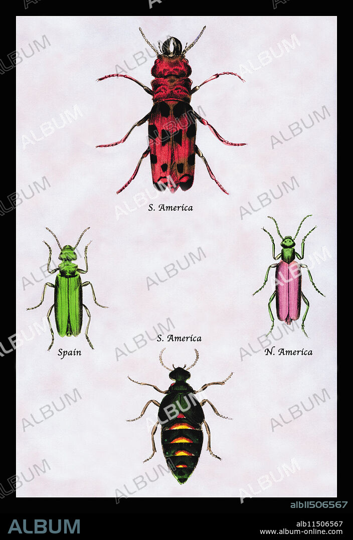 Illustrated plate from "The Natural History of Beetles" by John Ray.  Art by William Home Lizars (1788 – 30 March 1859), a Scottish painter and engraver.  Edited by Sir William Jardine, 7th Baronet (1800 - 1874), a Scottish naturalist from Edinburgh.  Jardine made natural history available to all levels of Victorian society by editing and issuing the hugely popular forty volumes of The Naturalist's Library.