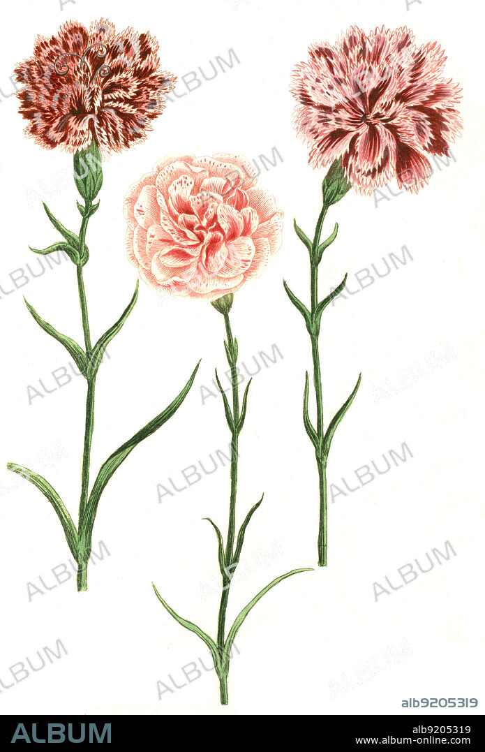Caryophyllus hortensis, Nelke, Pflanzen Nelkengewächse, Caryophyllaceae, Familie in der Ordnung der Nelkenartigen, Caryophyllales, Digital retuschierte Illustration aus Phytanthoza iconographica von Johann Wilhelm Weinmann, Maler Bartholomäus Seutter und Kupferstecher Johann Jakob Haid und Johann Elias Ridinger, 1740 / Digitally retouched illustration from Phytanthoza iconographica by Johann Wilhelm Weinmann, painter Bartholomäus Seutter and engravers Johann Jakob Haid and Johann Elias Ridinger, 1740.
