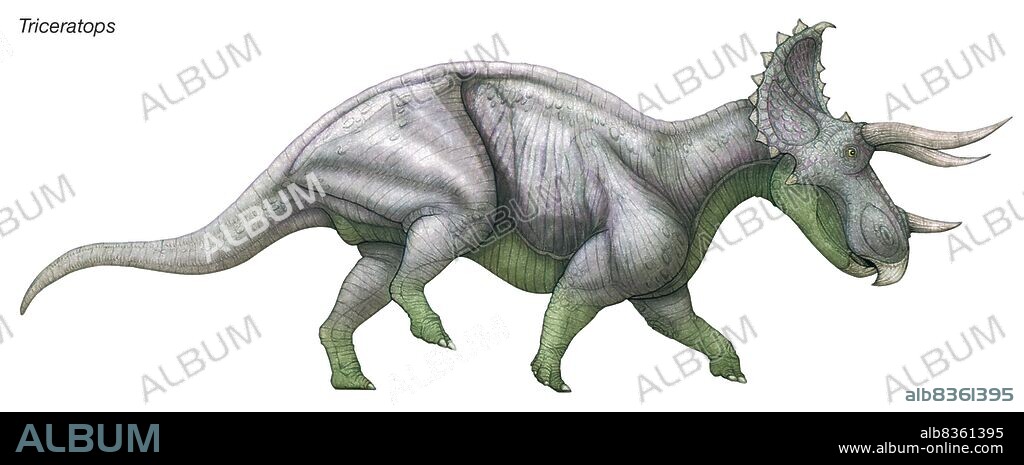 Triceratops, "three-horned face," massive late Cretaceous herbivore that was one of the last and most numerous of dinosaurs.