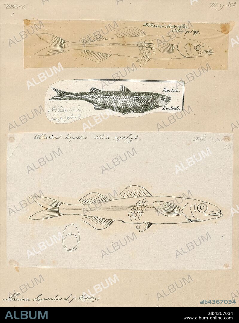 Atherina hepsetus, Print, The Mediterranean sand smelt, Atherina hepsetus, is a species of fish in the Atherinidae family., 1700-1880.