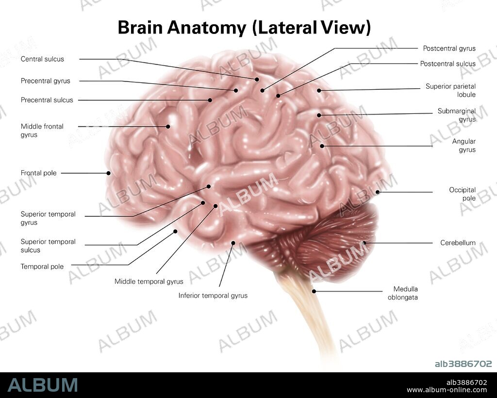 Human brain anatomy, lateral view.