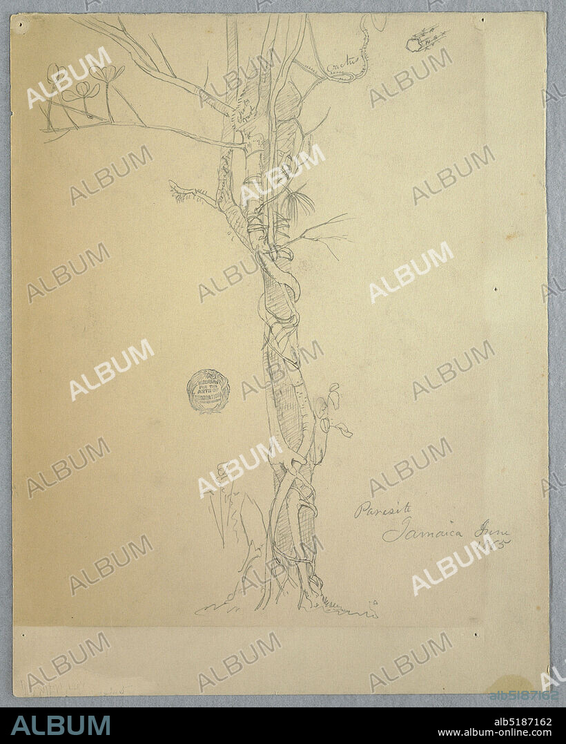 Parasite Wound around a Tree Trunk, Jamaica, Frederic Edwin Church, American, 18261900, Graphite on cream-colored heavy wove paper, Vertical view of a parasite, a strangler fig, winding around a palm trunk, and a section of a stem at upper right., Jamaica, June 1865, nature studies, Drawing, Drawing.