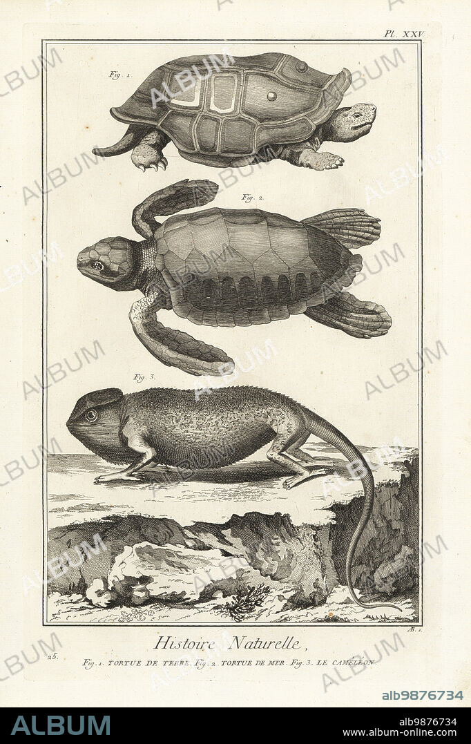 Land tortoise species, endangered green sea turtle, Chelonia mydas, and Mediterranean chameleon, Chamaeleo chamaeleon. Tortue de terre; tortue de mer, le cameleon. Copperplate engraving by Antonio Baratti after Francois-Nicolas Martinet from Denis Diderot and Jean le Rond dAlemberts Encyclopedie, Histoire Naturelle (Encyclopedia: Natural History), Livourne, 1774. Francois-Nicolas Martinet (1731-1800) was a French draftsman and engraver.
