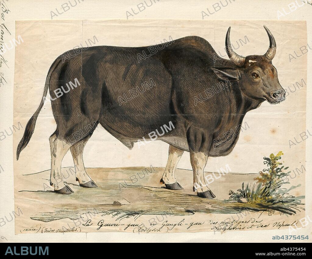 Bos gaurus, Print, The gaur, also called the Indian bison, is the largest extant bovine. It is native to South and Southeast Asia and has been listed as Vulnerable on the IUCN Red List since 1986. The global population has been estimated at maximum 21, 000 mature individuals by 2016. It declined by more than 70% during the last three generations, and is extinct in Sri Lanka and probably also in Bangladesh. In well-protected areas, it is stable and rebuilding in a few areas., 1700-1880.