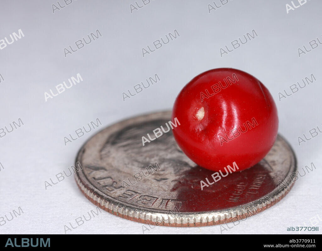 Berry of the coca plant (Erythroxylum coca) on a coin for scale. Cocaine is made from this plant, but Andean natives use the raw leaves or a tea made from them as a mild stimulant. Native to the eastern slopes of the Andes Mountains, Peru and Bolivia.