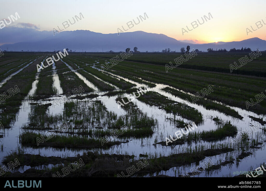 Delta del Ebro; (cerca de Deltebre); campo de arroz al atardecer (al fondo la Serra del Montsià).