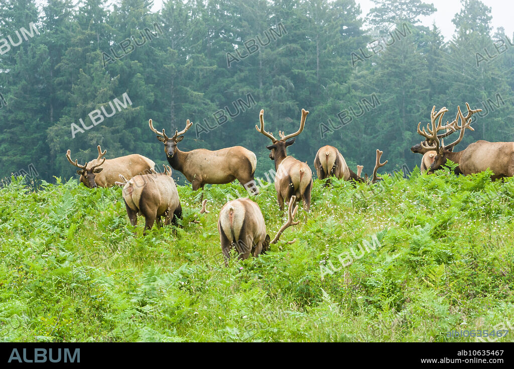 Roosevelt elk (Cervus canadensis roosevelti) herd grazing in Prairie Creek Redwoods State Park, California, in June.