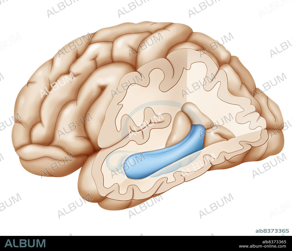 Cross-section illustration of the brain highlighting the hippocampus (blue) and in front of the hippocampus, the amygdala.