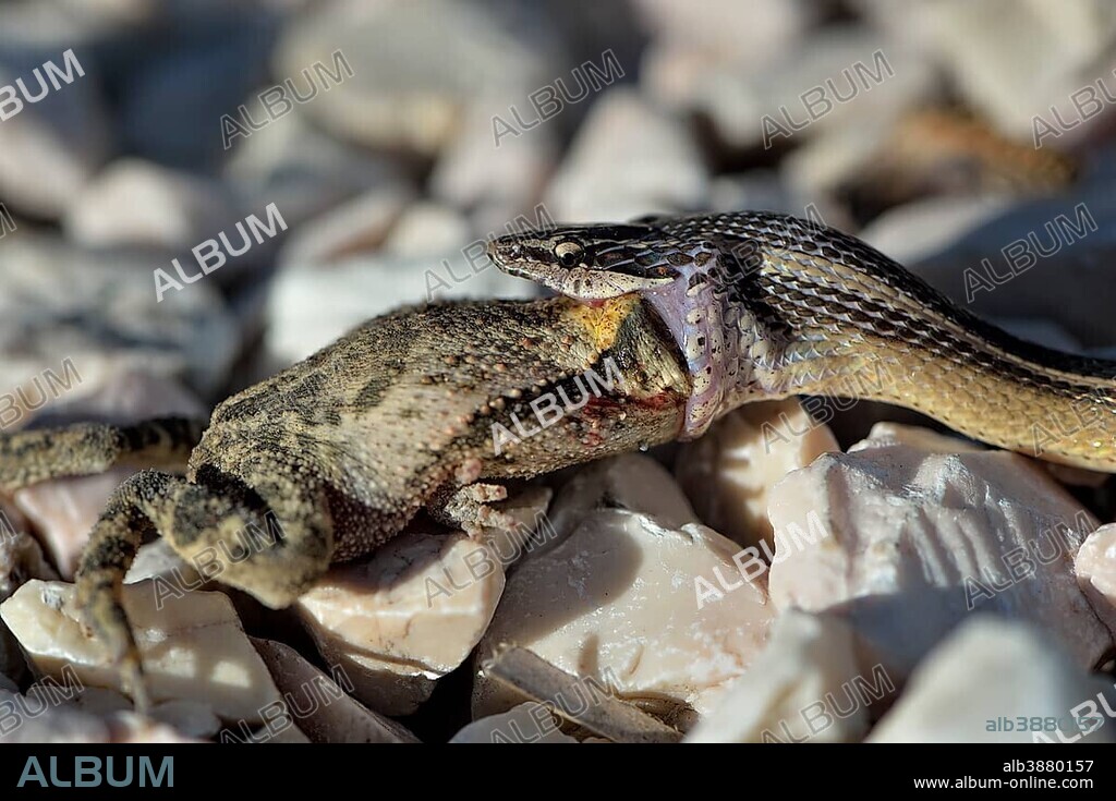 Black-striped Snake (Coniophanes schmidti) with prey, Corozal District, Belize, Central America.